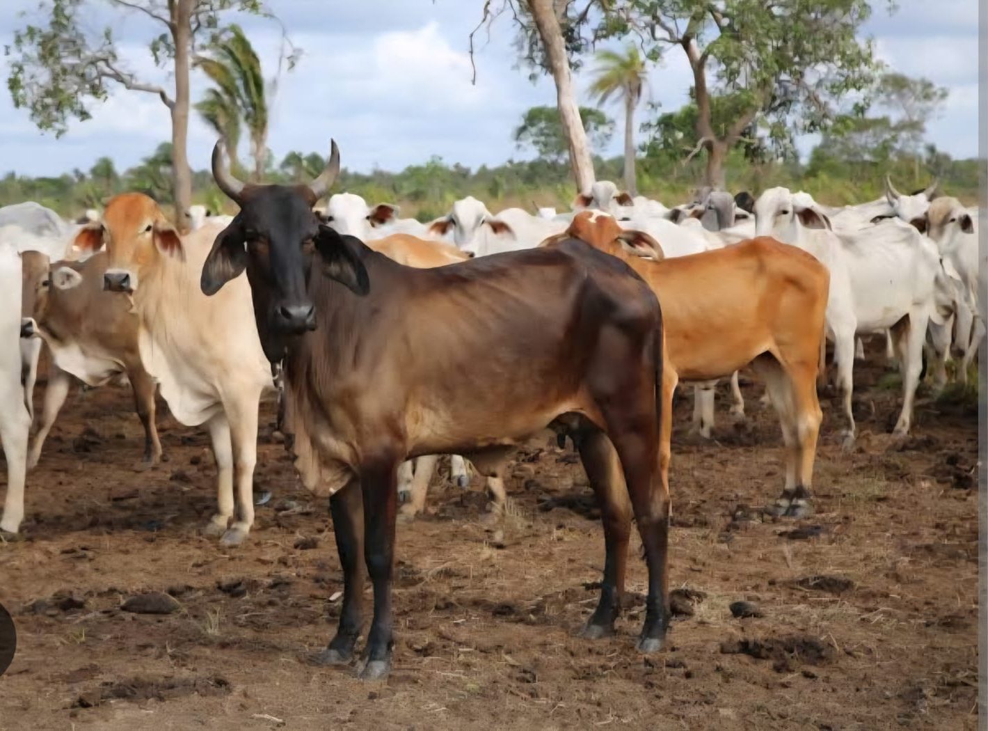 Seagri alerta que criadores têm até 19 de dezembro para cadastrar rebanhos na Defesa Agropecuária