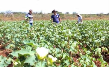 Prefeitura de Campina Grande divulga chamada pública para aquisição de alimentos da agricultura familiar para o PNAE 2026